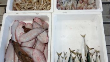 caorle-pesce
